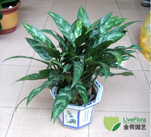 上海金荷园艺 黑美人 万年青、粗肋草、黛粉叶 租赁养护(1) 黑美人 万年青、粗肋草、黛粉叶(1)