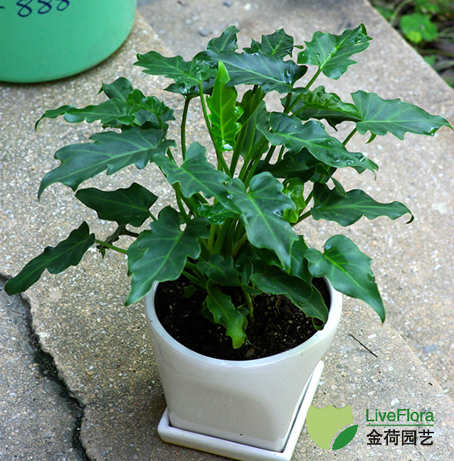 上海金荷园艺 春芋 小天使 租赁养护(1) 春芋 小天使(1)
