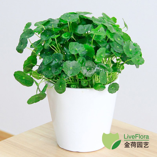 上海金荷园艺 铜钱草 金钱莲、水金钱、香菇草 租赁养护(1) 铜钱草 金钱莲、水金钱、香菇草(1)